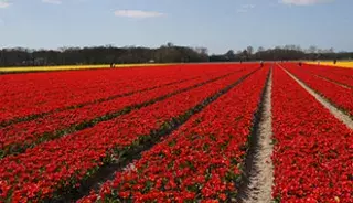 Les tulipes de Keukenhof et Lisse